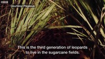 Leopards v farmers in India's sugarcane fields - BBC News