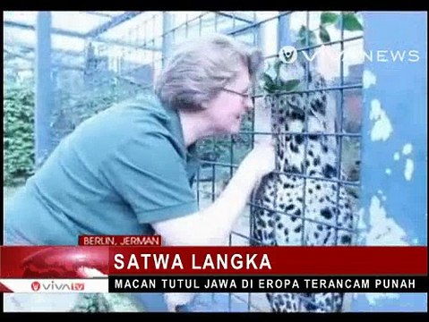 Macan Tutul Jawa di Berlin Lahirkan Anak