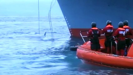 Nada de sossego para as baleias