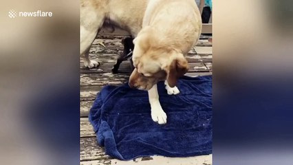 Yellow lab meets adorable day-old baby goat for the first time