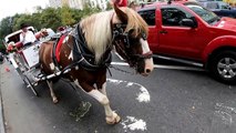 Horse urinates near cyclist in the middle of busy New York City street