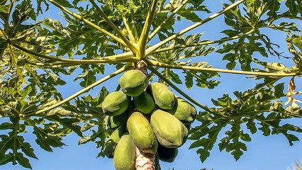 USE PAPAYA LEAVES TEA TO BALANCE BLOOD SUGAR AND BOOST IMMUNITY