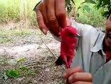 A very pretty bird has found in Vietnam