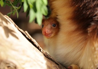 Hello World: Endangered Tree Kangaroo Peers From Mother's Pouch for First Time