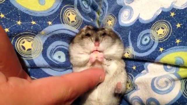 [FOR KIDS] Hilarious Pets Reactions, Fails, - Bloopers Comp April 2018 | Try Not to Laugh Animals