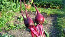Beetroot Benefits | Beetroots Have An Unbelievable Power, They Can Cure These 13 Health Issues