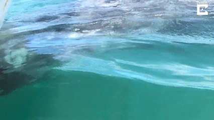 Giant grey whales plays with boat, rising for kisses from onlookers and even pushing the vessel along for fun