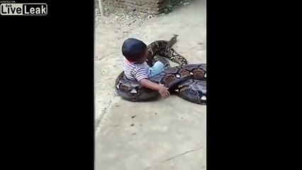Toddler plays with a HUGE python in Indonesia very shocking moment