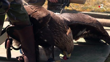 [EXTRAIT] Les Animaux face au terrorisme : AIGLE 2 - 2/10