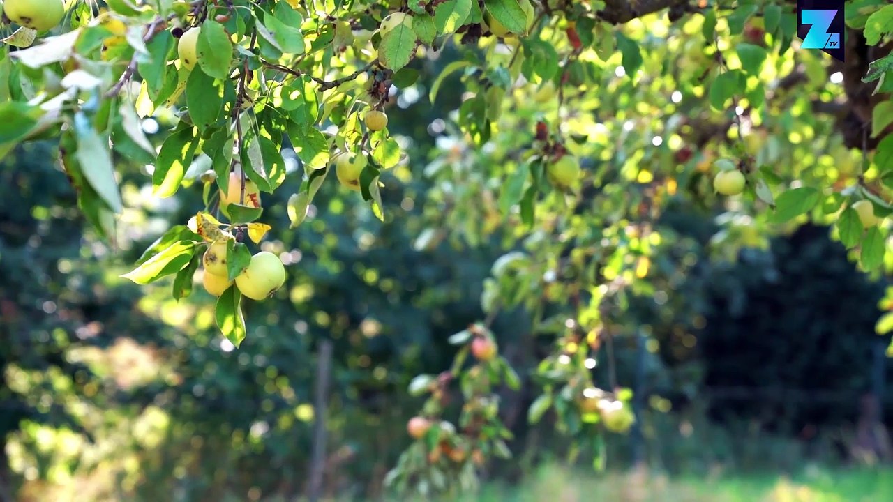 Teilen erwünscht: Leben im Kollektivhaus