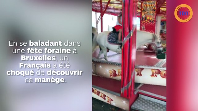 Il existe un manège de poneys vivants en Belgique !