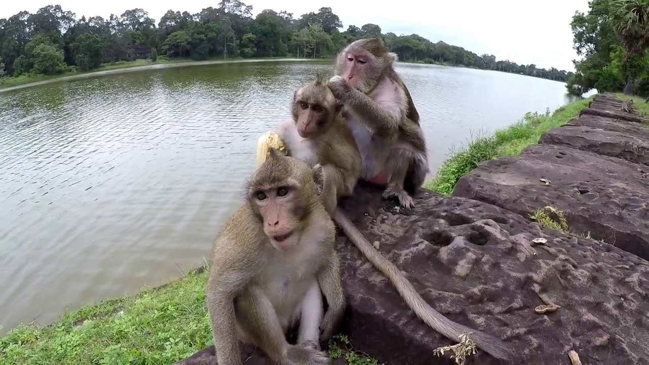 Funny Monkey And CUTE GIRL (5)