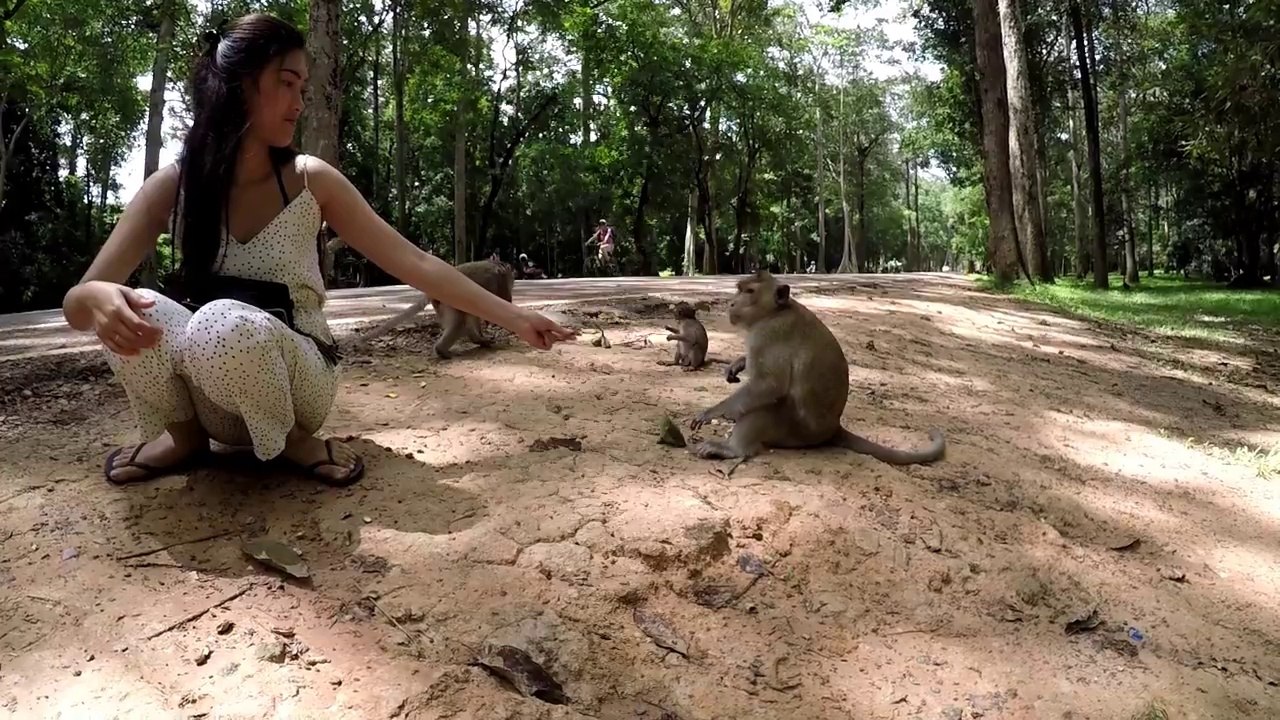 Funny Video Monkeys 2018