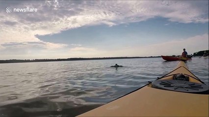 US kayaker rescues osprey from certain death in Virginia river