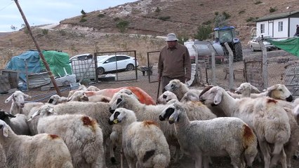 İlçede başkan, merada çoban - NİĞDE