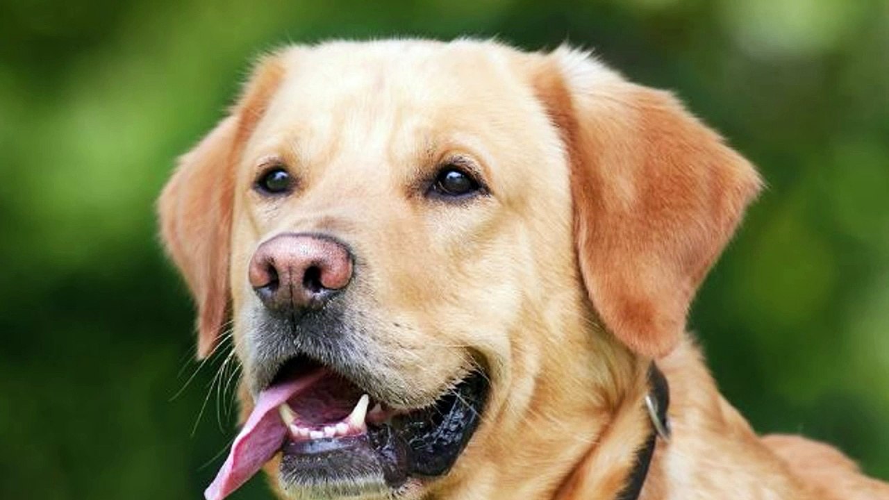 La salive des chiens et des chats peut être dangereuse