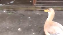 Don't Quack It Up: Officers Corral Loose Ducks Into Pen During Hurricane Florence