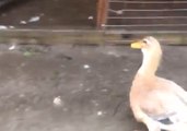 Don't Quack It Up: Officers Corral Loose Ducks Into Pen During Hurricane Florence