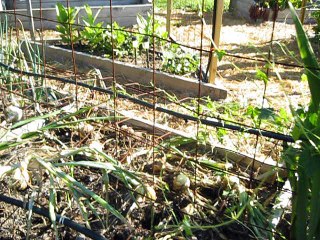 Water Irrigation installed in my Garden.