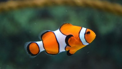 Vastu Tip: Fish Aquarium | जानें घर में कहां रखें Aquarium और कितनी होनी चाहिए उसमे मछलियां?|Boldsky