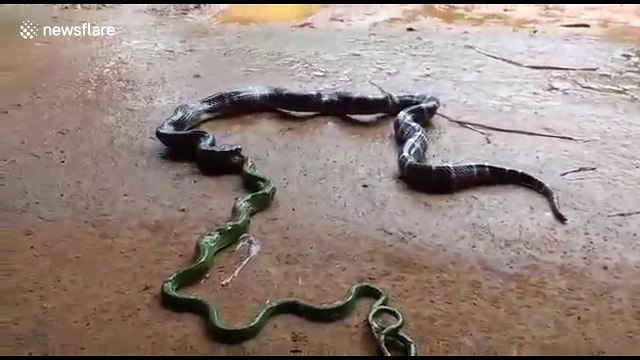 Snake regurgitates another huge snake
