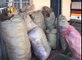 Bhang worth Shs. 2.5M netted as hunt for main suspect launched in Naivasha