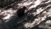 Charging Bear Interrupts Family Hike in California