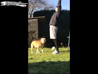 Köpeğiyle Yoga Yapmaya Heves Edip, Mal Varlığından Olan Adam