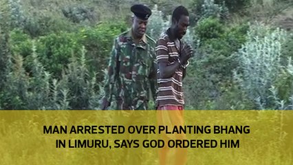 Man arrested over planting bhang in Limuru, says God ordered him