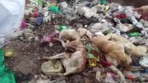Çorum Çöp Depolama Alanında Silahla Vurulan 8 Köpek Ölüsü Buldular