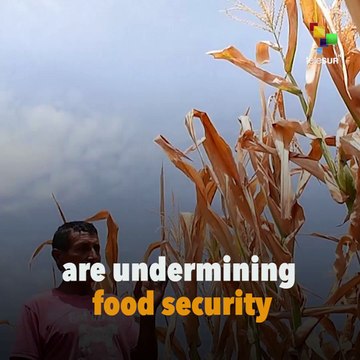 Climate Change Causes Malnutrition In The Pacific Islands