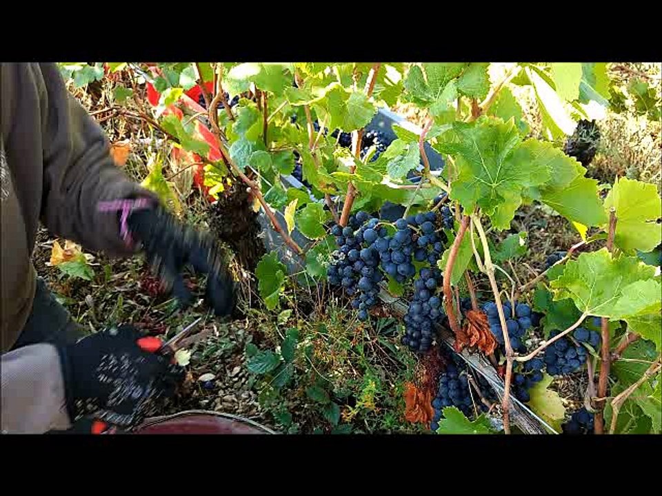 Vendanges au domaine Lignier avec Eric Carrière