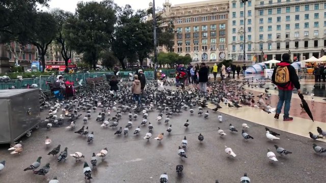 Children feeding pigeons