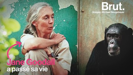 "Chacun de nous est important" : le message chargé d’espoir de Jane Goodall, fervente défenseur de la vie sauvage
