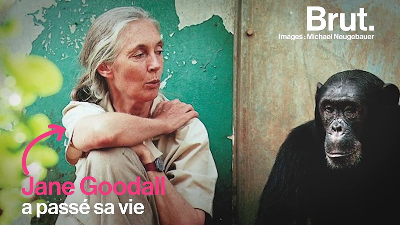 "Chacun de nous est important" : le message chargé d’espoir de Jane Goodall, fervente défenseur de la vie sauvage