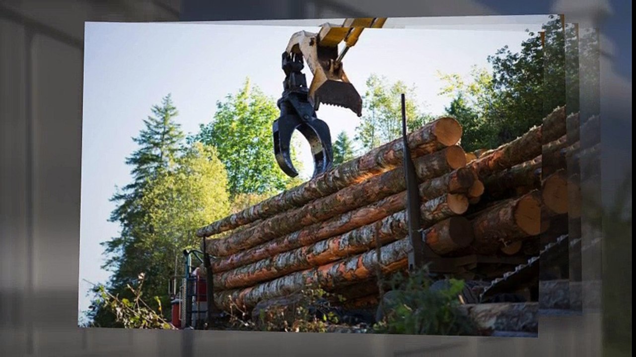 Tree Surgeon Wallingford