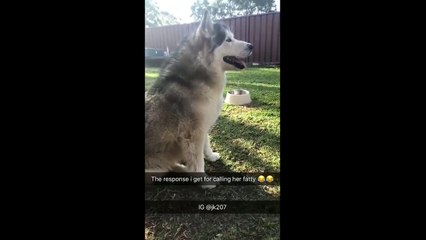 Insecure dog hilariously responds to owner's name-calling
