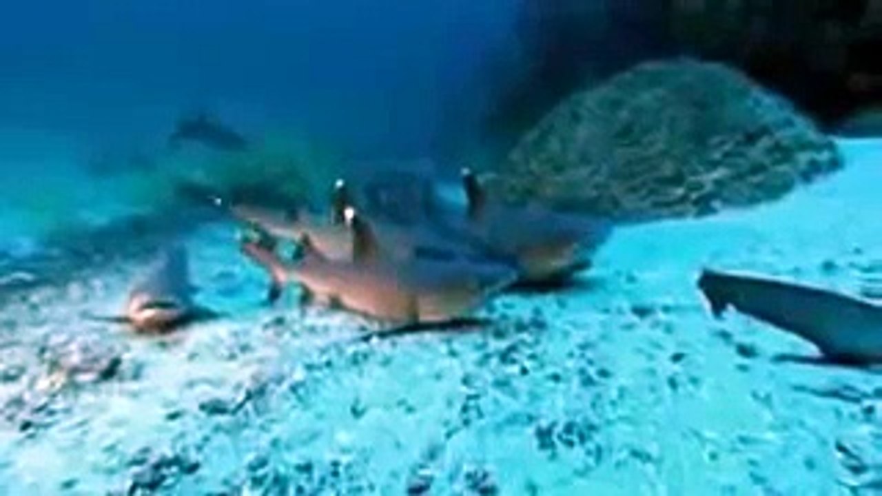 Alan,Alan, Alan, Alan, Alan, Ow, Ow, Steve, Steve, Steve...Hey, Hey, Hey...