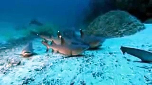 Alan,Alan, Alan, Alan, Alan, Ow, Ow, Steve, Steve, Steve...Hey, Hey, Hey...