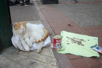 Mama İçin Dilenen Kedi Fenomen Oldu