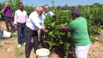 Erkenci limonun hasadı sürüyor - MERSİN