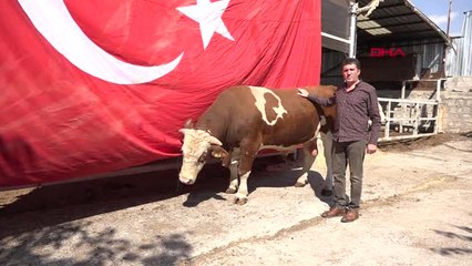 Kayseri Ay-yıldızlı Boğayı, 29 Ekim'de Cumhurbaşkanı'na Hediye Edecekler Hd