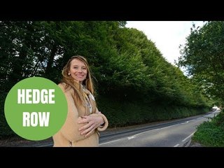 Owner of the highest hedge in the world is billed £90k for getting it trimmed