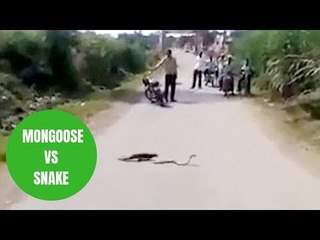 Bizarre video shows a mongoose and a snake battling it out