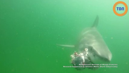 Un requin attaque un phoque et le mange !