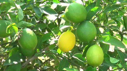 Erkenci Limonun Hasadı Sürüyor