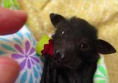 Baby Bat Really Hasn't Got the Hang of How to Use Her Pacifier