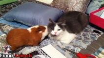 Top 14 most beautiful friendships of Cats Video 2017