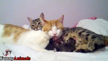 Father Cat Supports Mom Cat Giving Birth, A very happy family.