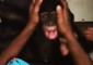 Playtime Helps Orphaned Infant Chimpanzee Bond With Surrogate Human Mother